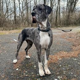 Dublin - Great Dane