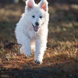 Orange boy - White male Berger Blanc Suisse puppy in Chestnut, Illinois from Fireside Fernweh