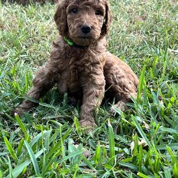 Boykin Spaniel and Goldendoodle Puppies from Double Shot Boykins