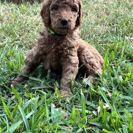 Boykin Spaniel and Goldendoodle Puppies from Double Shot Boykins