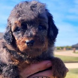 Bernedoodles, Cavapoos, Cockapoos, Goldendoodles, Havapoos, and Poodles from Farquharson's Poodles&Doodles