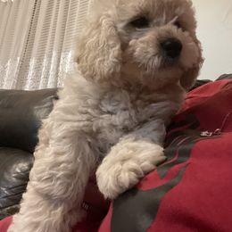 Goldendoodle Puppies from Doodle Paradise