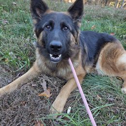 Bailey - German Shepherd