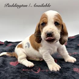 Paddington - Mahogany and white male Basset Hound puppy in Dingess, West Virginia from Tuckers' Howling Hounds