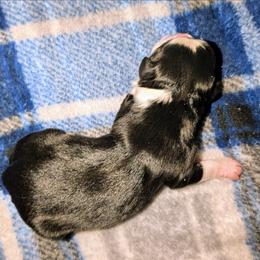B3 - Black tri male Toy Australian Shepherd puppy in Shepherd, Texas from GAMALA Farm & Kennels
