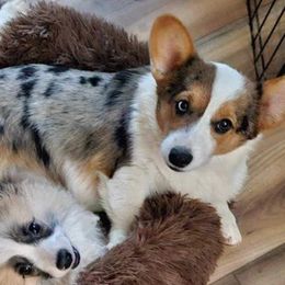 American Corgis and Pembroke Welsh Corgis from Linda Berkes