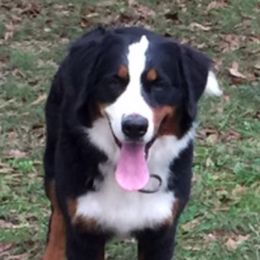 Lucy - Bernese Mountain Dog