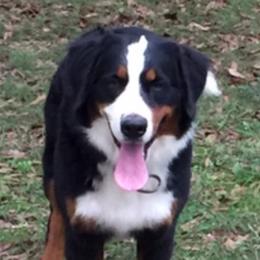 Lucy - Bernese Mountain Dog