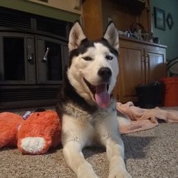 Nyla - Siberian Husky