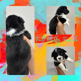 Amber - Black and white female American Corgi puppy in Hico, Texas from Chisholm Trail Kennels