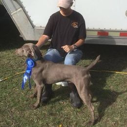 Weimaraner All Grown Up from RNL Kennels