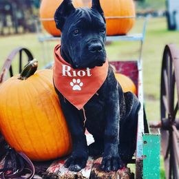 Cane Corso from Amici Dal Texas Cane Corso