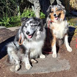Australian Shepherds from Log Cabin Aussies