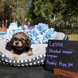 Lassie (Purple collar) - Cream female Dachshund puppy in Prospect, Oregon from Spunky Sausage Pups