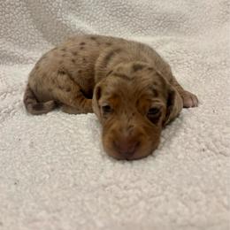 Sigma - Dapple male Dachshund puppy in Shelley, Idaho from Journey’s End Dachshunds