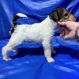 Last-Born Boy - White tan and black male Wire Fox Terrier puppy in Ennis, Texas from Syrayed Farm