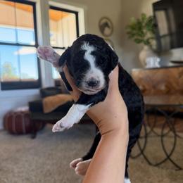 Mary - Black and white female Bernedoodle puppy in Yuba City, California from Ranch House Doodles
