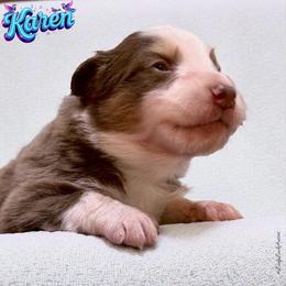 KAREN - Red Tri Female - Red tri-color female Australian Shepherd puppy in Gainesville, Texas from Lady Luck Aussies