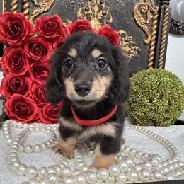 Girl 2 - Black and cream female Dachshund puppy in Collins, Georgia from Liberty Longhair Dachshunds