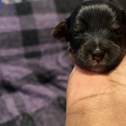 Sid 1500 - Black and tan male Yorkshire Terrier puppy in Gastonia, North Carolina from Precious pups dynasty kennel