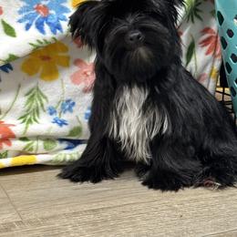 Sparky - Black and tan male Yorkshire Terrier puppy in Statham, Georgia from The Yorkie Love Shack