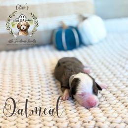 Girl 4 - female Australian Mountain Doodle puppy in Land O' Lakes, Florida from Olive’s Little Farmhouse Doodles