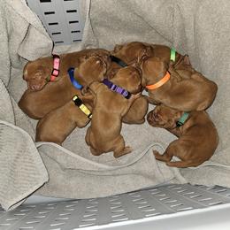 Vizsla Puppies from Marco Pierobon
