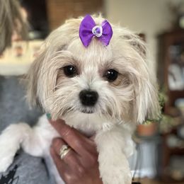 Pepper - Yorkshire Terrier