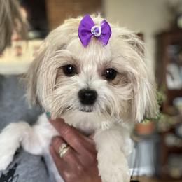 Pepper - Yorkshire Terrier