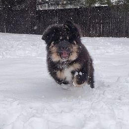 Tibetan Mastiff Puppies from Noble Legacy Tibetan Mastiffs