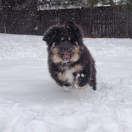 Tibetan Mastiff Puppies from Noble Legacy Tibetan Mastiffs