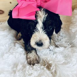 Haven - Tri-color female Bernedoodle puppy in Allegan, Michigan from Sand Creek Bernedoodles