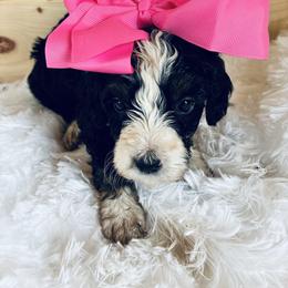 Haven - Tri-color female Bernedoodle puppy in Allegan, Michigan from Sand Creek Bernedoodles