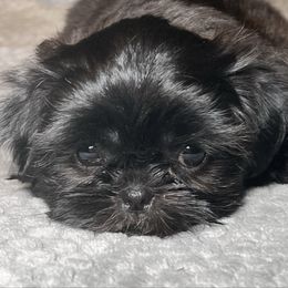 Sassy - Black and white female Shih Tzu puppy in Desoto, Texas from Willow’s Wonderful Shih Tzu
