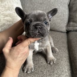 Ted - Blue male French Bulldog puppy in Bolingbrook, Illinois from Flores Frenchies