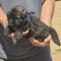 Blue Boy 1 - Sable male German Shepherd puppy in Lake George, Colorado from High Country German Shepherds