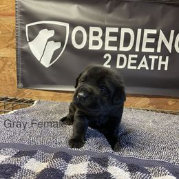 Girl 3 - Black Labrador Retriever puppy in Denham Springs, Louisiana from Obedience 2 Death