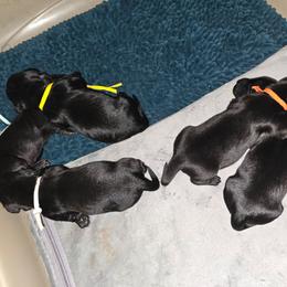 Blk girl 3 - Black female Dachshund puppy in Port Charlotte, Florida from Vicki's Dachshund Crossing