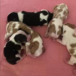 Cavalier King Charles Spaniel Puppies from Snowtrain Cavaliers