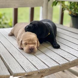 Labrador Retriever Puppies from Crout Kennels