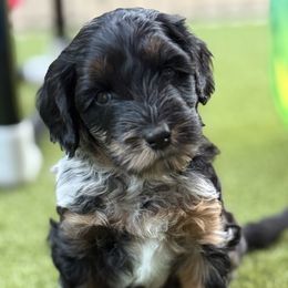 Bogey - Merle male Australian Labradoodle puppy in Mansfield, Ohio from Providence Labradoodles, LLC