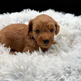 Rocky - Red  male Goldendoodle puppy in Hayden, Alabama from Agape Southern Farms
