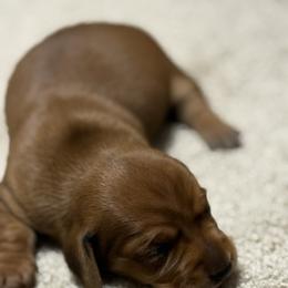 Cindy - Red female Dachshund puppy in Hardy, Arkansas from Tracy's Dachshunds