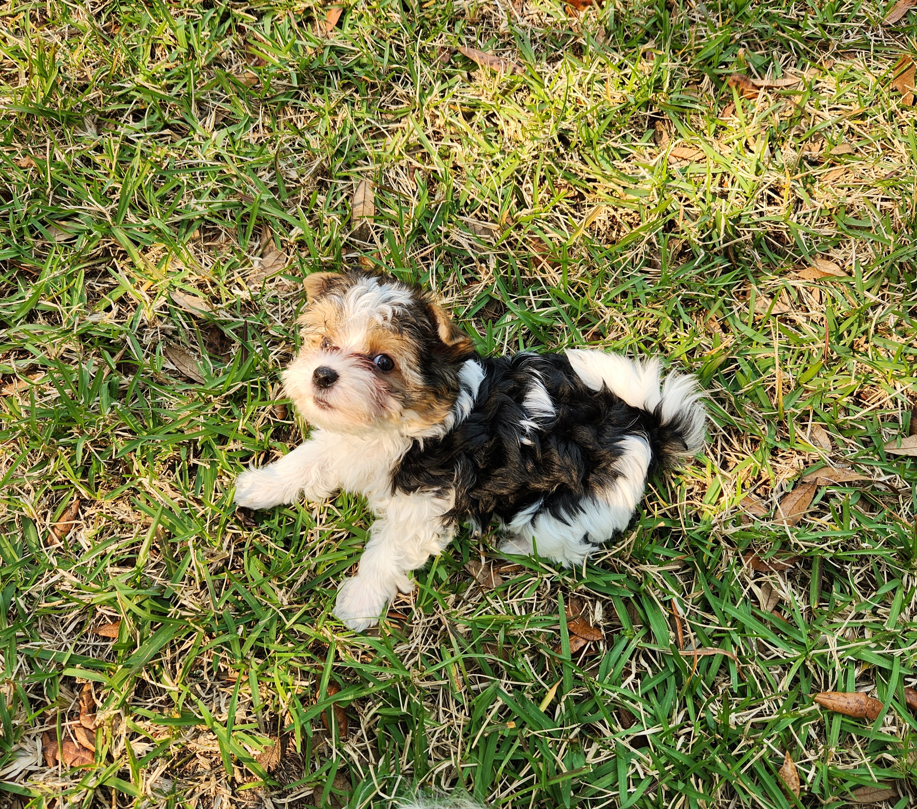 Yorkshire Terrier Puppies from Wild Azalea Yorkies on FB