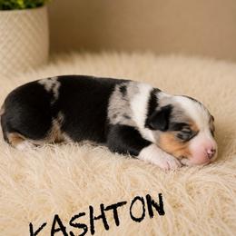 Kashton - Blue merle male Miniature American Shepherd puppy in Sanger, California from Flying M Cactus Ranch Buddies