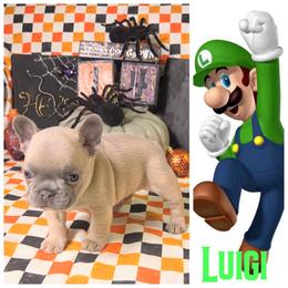 Luigi - Blue fawn male French Bulldog puppy in Denver, Colorado from Mecham Family kennels -MechamFrenchies