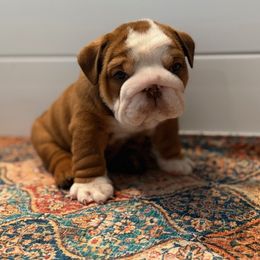 Bulldog Puppies from DR BULLDOGS