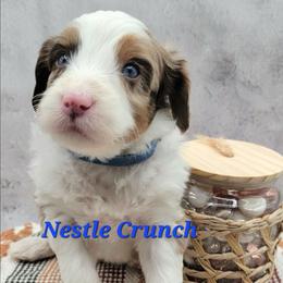Nestle Crunch - Brown merle male Aussiedoodle puppy in Boonville, North Carolina from Branch Creek kennels