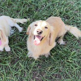 Dachshund puppies from Whitesboro Dachshund