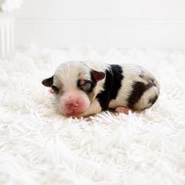 Violet - Blue merle female Toy Australian Shepherd puppy in Louisville, Mississippi from Kristy’s Kennels